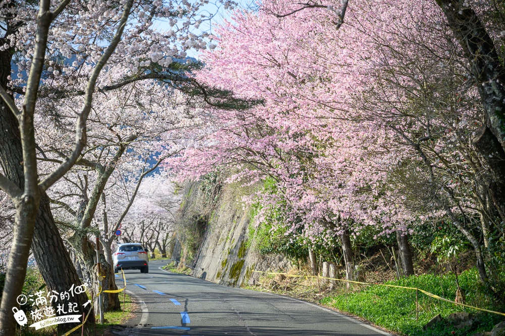 【2026海津大崎櫻花季】日本櫻花名勝100選,滋賀琵琶湖綿延四公里的湖岸櫻花,搭郵輪賞櫻花超特別!
