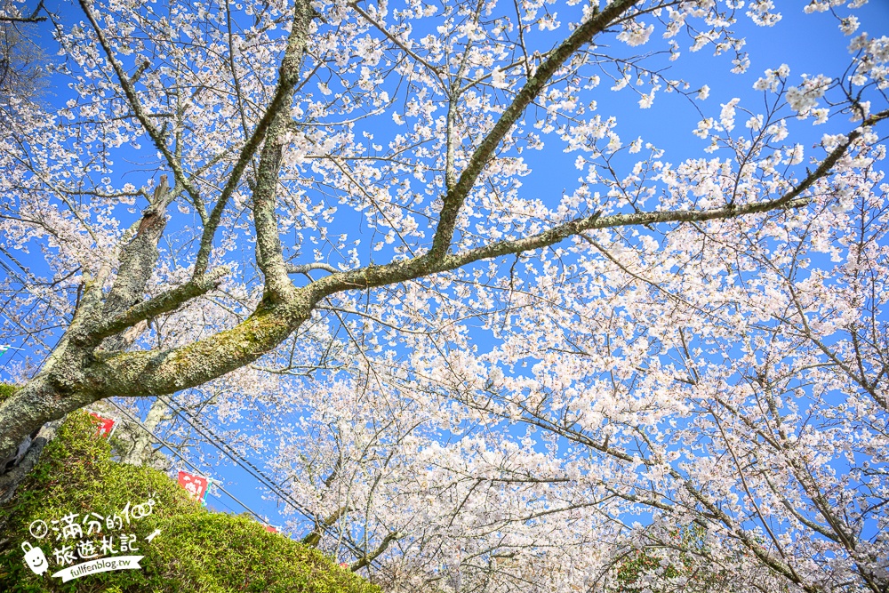 【2026海津大崎櫻花季】日本櫻花名勝100選,滋賀琵琶湖綿延四公里的湖岸櫻花,搭郵輪賞櫻花超特別!