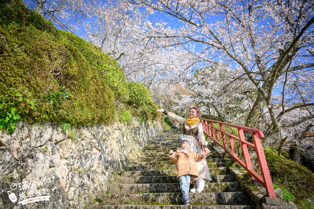 【2026海津大崎櫻花季】日本櫻花名勝100選,滋賀琵琶湖綿延四公里的湖岸櫻花,搭郵輪賞櫻花超特別!