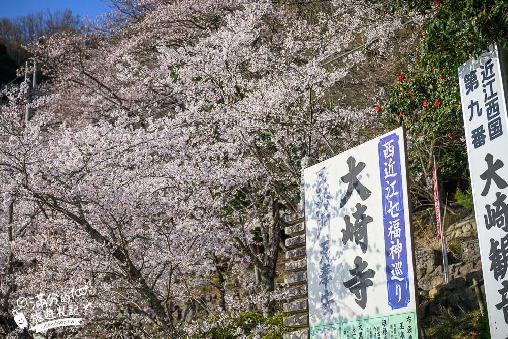 【2026海津大崎櫻花季】日本櫻花名勝100選,滋賀琵琶湖綿延四公里的湖岸櫻花,搭郵輪賞櫻花超特別!