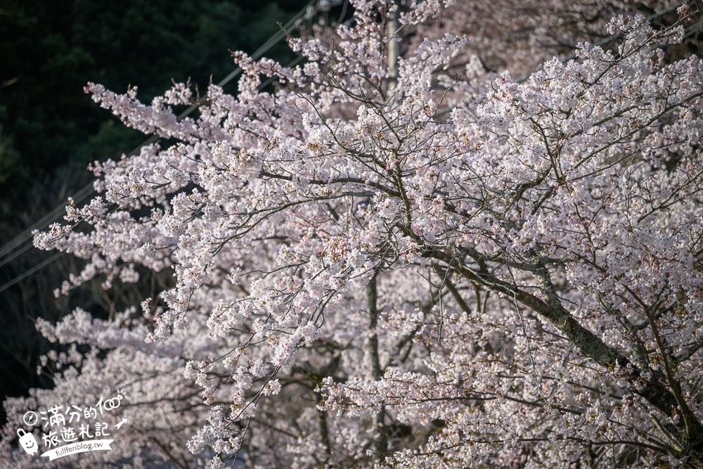 【2026海津大崎櫻花季】日本櫻花名勝100選,滋賀琵琶湖綿延四公里的湖岸櫻花,搭郵輪賞櫻花超特別!