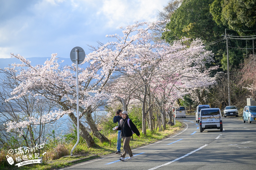 【2026海津大崎櫻花季】日本櫻花名勝100選,滋賀琵琶湖綿延四公里的湖岸櫻花,搭郵輪賞櫻花超特別!