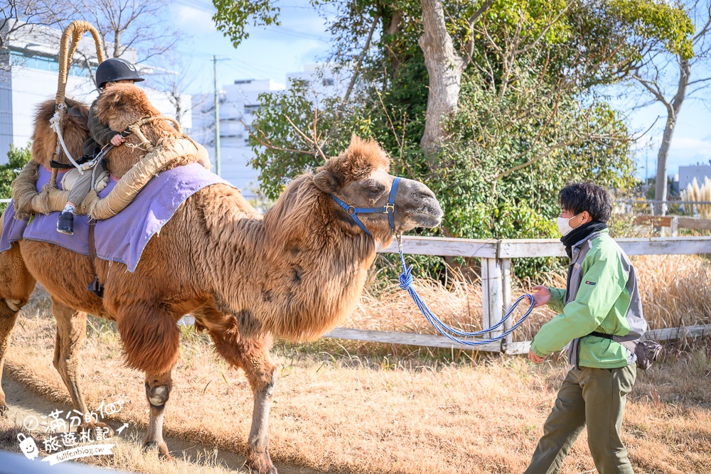 【神戶動物王國】大人小孩都瘋狂！親子推車友善溫室動物園.必體驗騎駱駝.騎馬.零距離餵食的動物天堂!