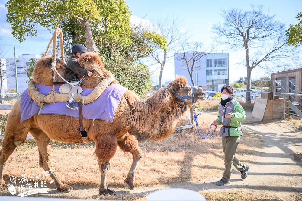 【神戶動物王國】大人小孩都瘋狂！親子推車友善溫室動物園.必體驗騎駱駝.騎馬.零距離餵食的動物天堂!