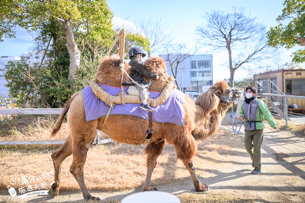 【神戶動物王國】大人小孩都瘋狂！親子推車友善溫室動物園.必體驗騎駱駝.騎馬.零距離餵食的動物天堂!