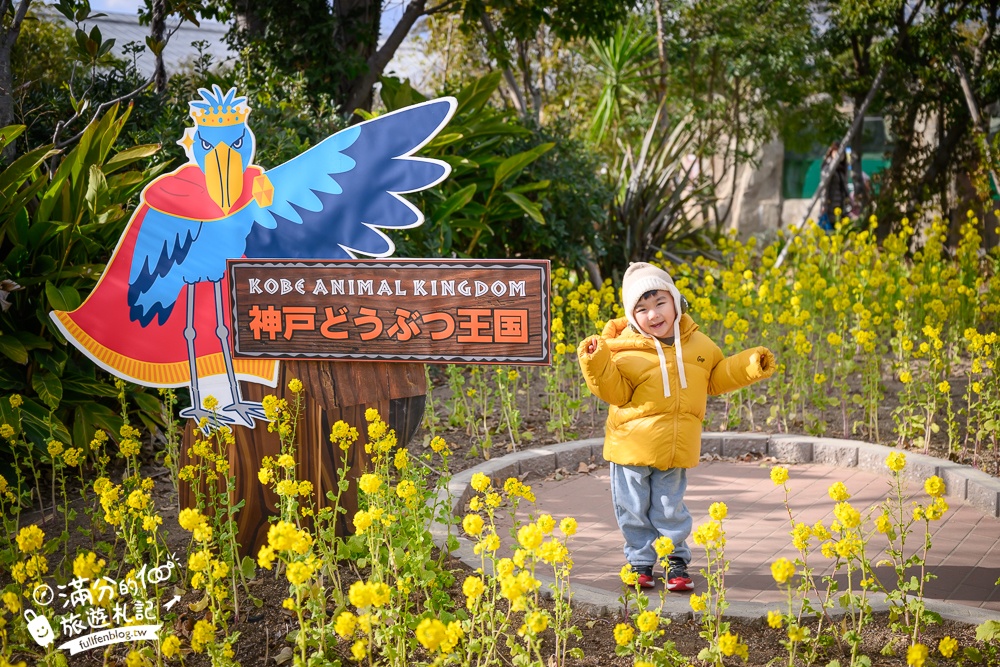 【神戶動物王國】大人小孩都瘋狂！親子推車友善溫室動物園.必體驗騎駱駝.騎馬.零距離餵食的動物天堂!
