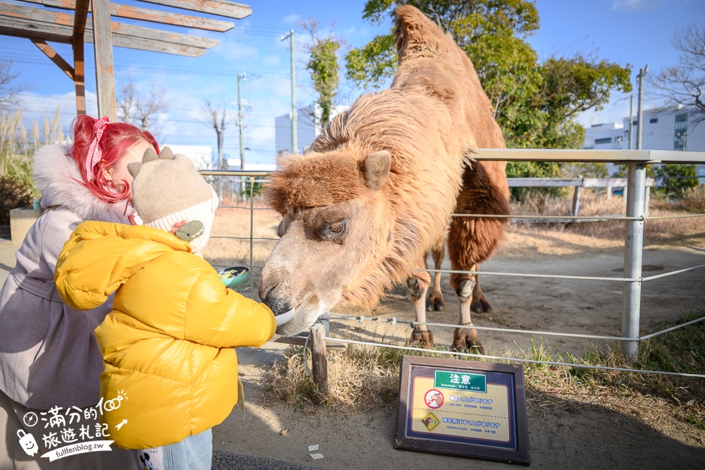 【神戶動物王國】大人小孩都瘋狂！親子推車友善溫室動物園.必體驗騎駱駝.騎馬.零距離餵食的動物天堂!