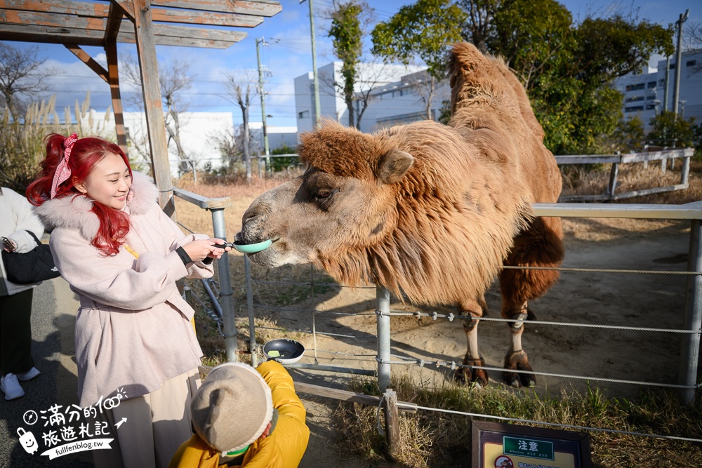 【神戶動物王國】大人小孩都瘋狂！親子推車友善溫室動物園.必體驗騎駱駝.騎馬.零距離餵食的動物天堂!