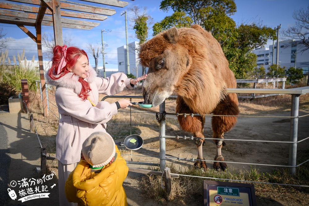 【神戶動物王國】大人小孩都瘋狂！親子推車友善溫室動物園.必體驗騎駱駝.騎馬.零距離餵食的動物天堂!