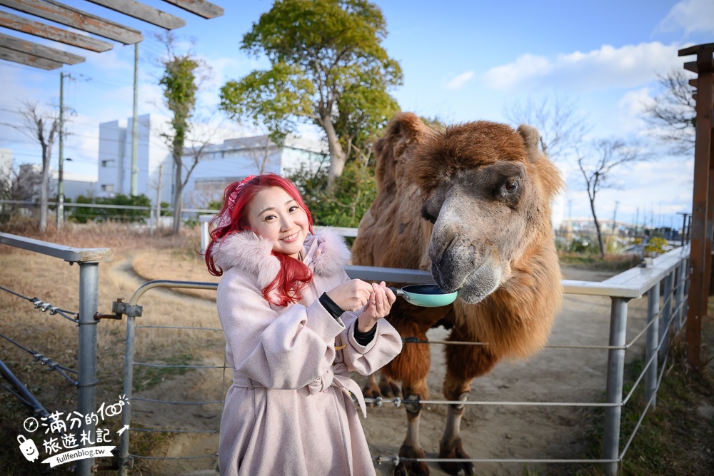 【神戶動物王國】大人小孩都瘋狂！親子推車友善溫室動物園.必體驗騎駱駝.騎馬.零距離餵食的動物天堂!