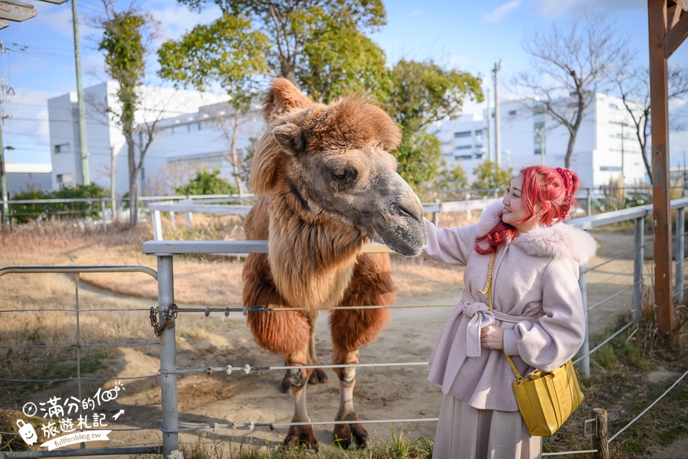 【神戶動物王國】大人小孩都瘋狂！親子推車友善溫室動物園.必體驗騎駱駝.騎馬.零距離餵食的動物天堂!