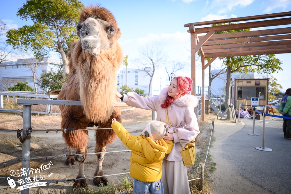 【神戶動物王國】大人小孩都瘋狂！親子推車友善溫室動物園.必體驗騎駱駝.騎馬.零距離餵食的動物天堂!