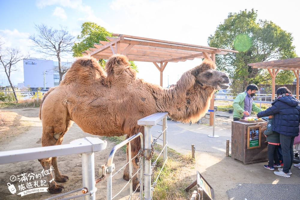 【神戶動物王國】大人小孩都瘋狂！親子推車友善溫室動物園.必體驗騎駱駝.騎馬.零距離餵食的動物天堂!