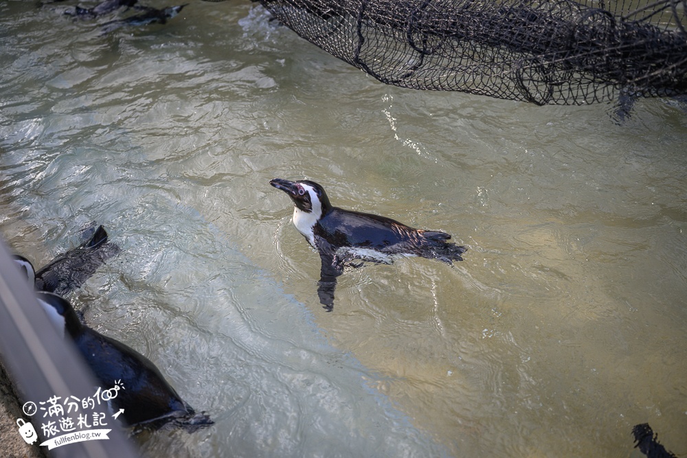 【神戶動物王國】大人小孩都瘋狂！親子推車友善溫室動物園.必體驗騎駱駝.騎馬.零距離餵食的動物天堂!