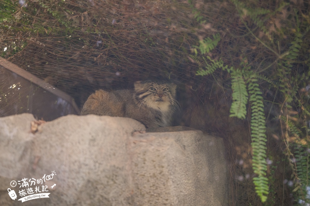 【神戶動物王國】大人小孩都瘋狂！親子推車友善溫室動物園.必體驗騎駱駝.騎馬.零距離餵食的動物天堂!