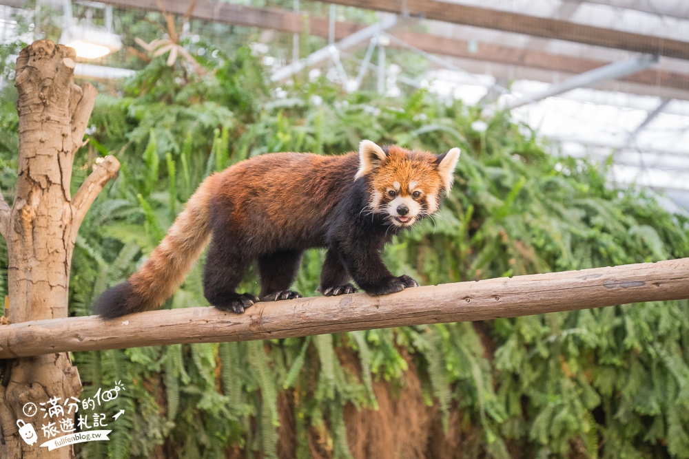 【神戶動物王國】大人小孩都瘋狂！親子推車友善溫室動物園.必體驗騎駱駝.騎馬.零距離餵食的動物天堂!
