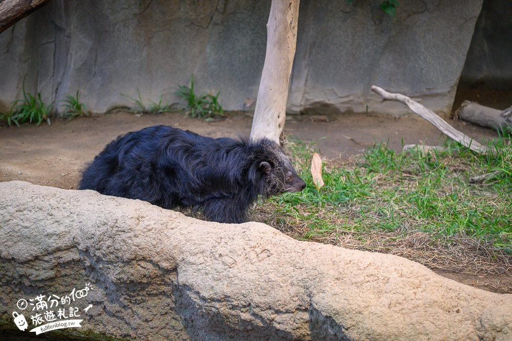 【神戶動物王國】大人小孩都瘋狂！親子推車友善溫室動物園.必體驗騎駱駝.騎馬.零距離餵食的動物天堂!