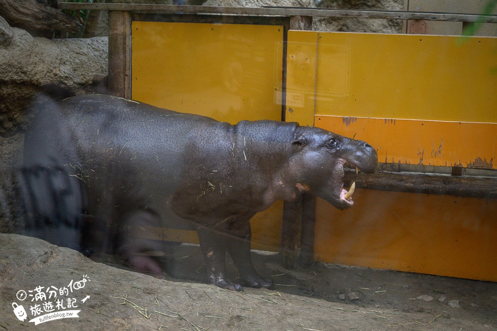 【神戶動物王國】大人小孩都瘋狂！親子推車友善溫室動物園.必體驗騎駱駝.騎馬.零距離餵食的動物天堂!