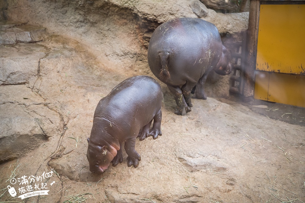 【神戶動物王國】大人小孩都瘋狂！親子推車友善溫室動物園.必體驗騎駱駝.騎馬.零距離餵食的動物天堂!