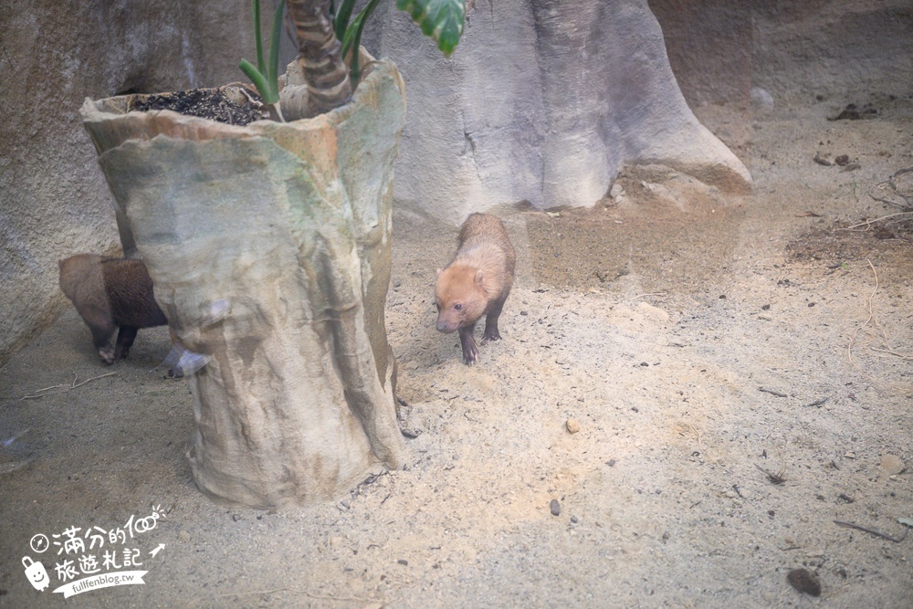 【神戶動物王國】大人小孩都瘋狂！親子推車友善溫室動物園.必體驗騎駱駝.騎馬.零距離餵食的動物天堂!