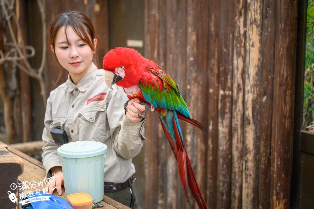 【神戶動物王國】大人小孩都瘋狂！親子推車友善溫室動物園.必體驗騎駱駝.騎馬.零距離餵食的動物天堂!