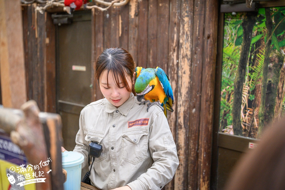 【神戶動物王國】大人小孩都瘋狂！親子推車友善溫室動物園.必體驗騎駱駝.騎馬.零距離餵食的動物天堂!