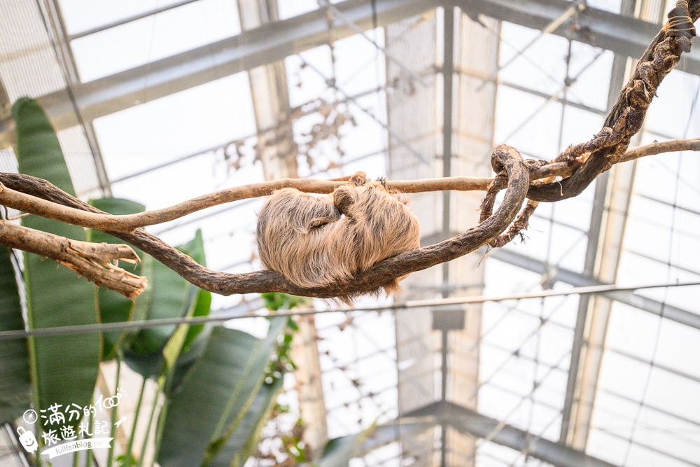 【神戶動物王國】大人小孩都瘋狂！親子推車友善溫室動物園.必體驗騎駱駝.騎馬.零距離餵食的動物天堂!