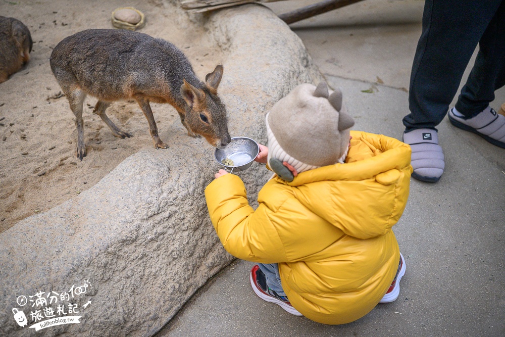 【神戶動物王國】大人小孩都瘋狂！親子推車友善溫室動物園.必體驗騎駱駝.騎馬.零距離餵食的動物天堂!