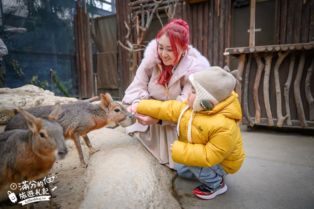 【神戶動物王國】大人小孩都瘋狂！親子推車友善溫室動物園.必體驗騎駱駝.騎馬.零距離餵食的動物天堂!
