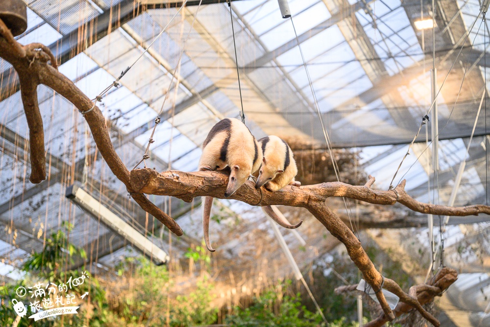 【神戶動物王國】大人小孩都瘋狂！親子推車友善溫室動物園.必體驗騎駱駝.騎馬.零距離餵食的動物天堂!