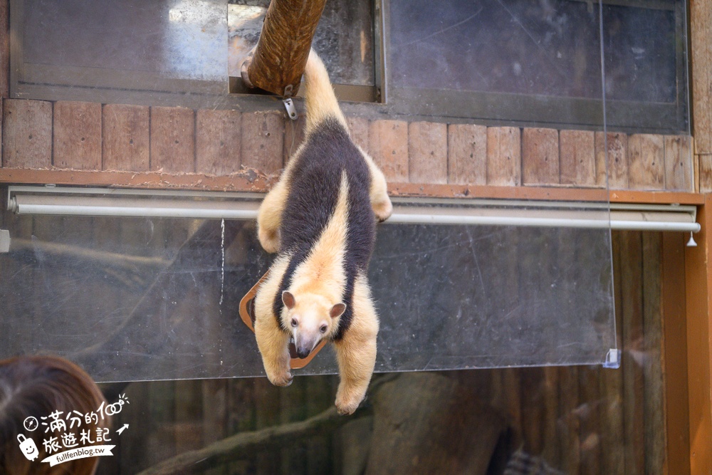 【神戶動物王國】大人小孩都瘋狂！親子推車友善溫室動物園.必體驗騎駱駝.騎馬.零距離餵食的動物天堂!