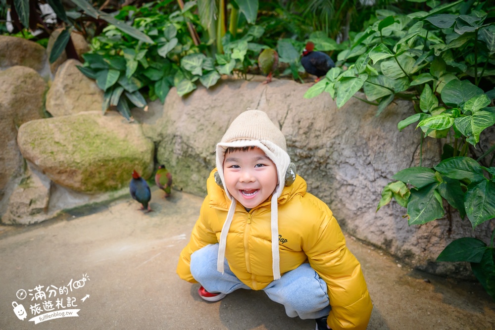 【神戶動物王國】大人小孩都瘋狂！親子推車友善溫室動物園.必體驗騎駱駝.騎馬.零距離餵食的動物天堂!