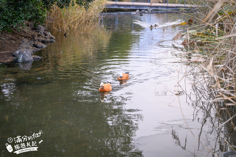 【神戶動物王國】大人小孩都瘋狂！親子推車友善溫室動物園.必體驗騎駱駝.騎馬.零距離餵食的動物天堂!