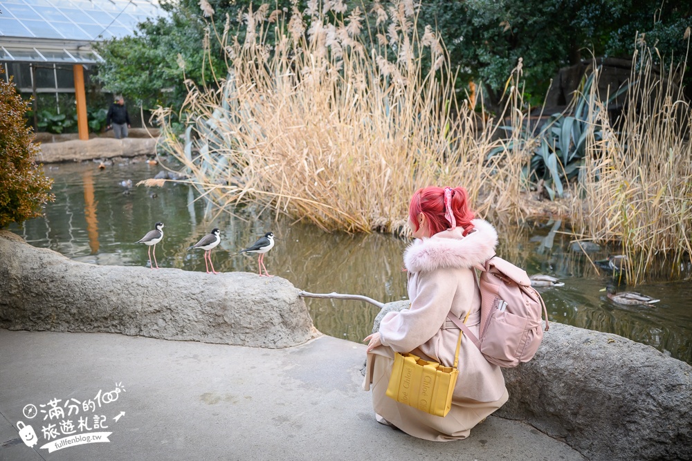【神戶動物王國】大人小孩都瘋狂！親子推車友善溫室動物園.必體驗騎駱駝.騎馬.零距離餵食的動物天堂!