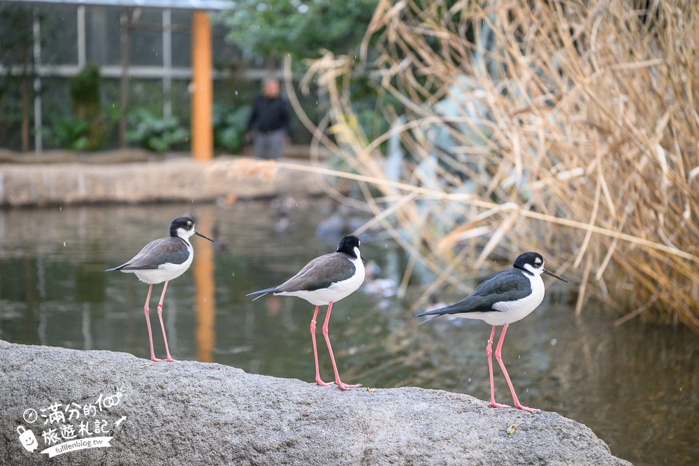 【神戶動物王國】大人小孩都瘋狂！親子推車友善溫室動物園.必體驗騎駱駝.騎馬.零距離餵食的動物天堂!