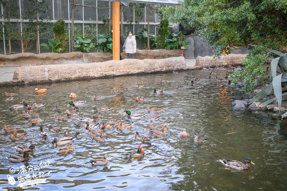 【神戶動物王國】大人小孩都瘋狂！親子推車友善溫室動物園.必體驗騎駱駝.騎馬.零距離餵食的動物天堂!