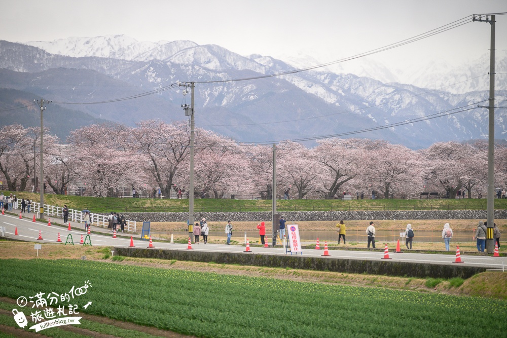 期間限定！朝日町「春の四重奏」交通教學,一次收集四種春色，帶你拍出夢幻美景大片!