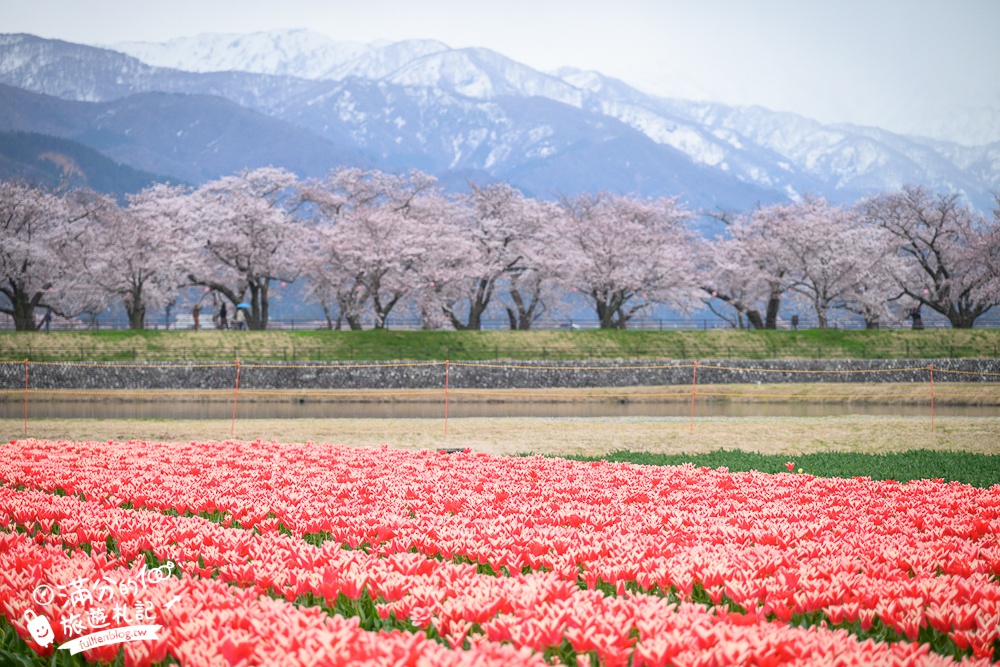 期間限定！朝日町「春の四重奏」交通教學,一次收集四種春色，帶你拍出夢幻美景大片!
