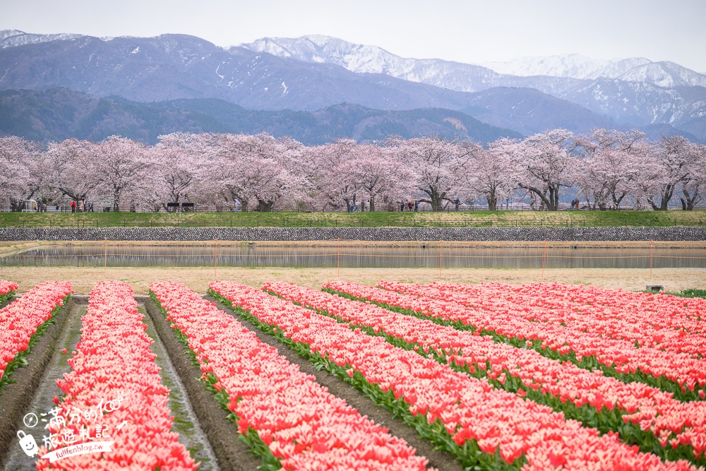 期間限定！朝日町「春の四重奏」交通教學,一次收集四種春色，帶你拍出夢幻美景大片!