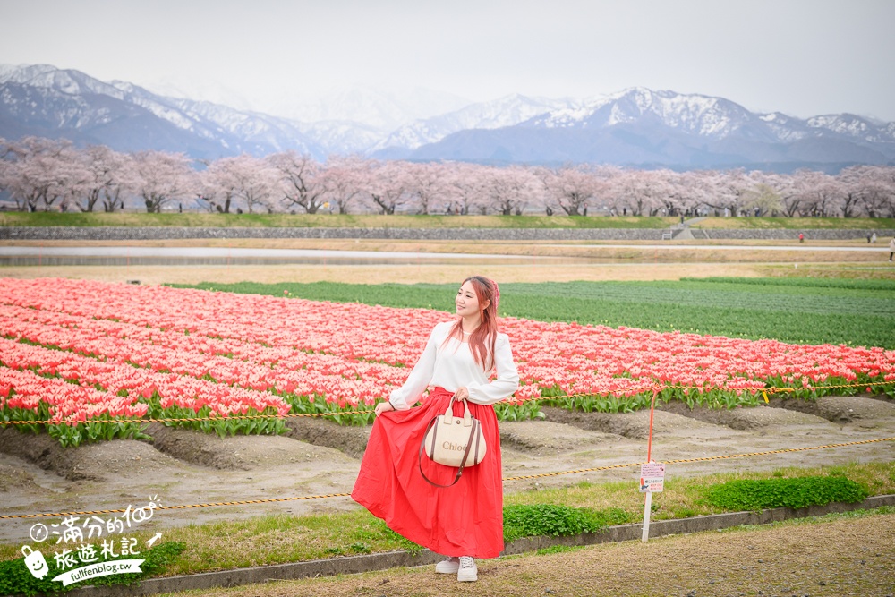 期間限定！朝日町「春の四重奏」交通教學,一次收集四種春色，帶你拍出夢幻美景大片!