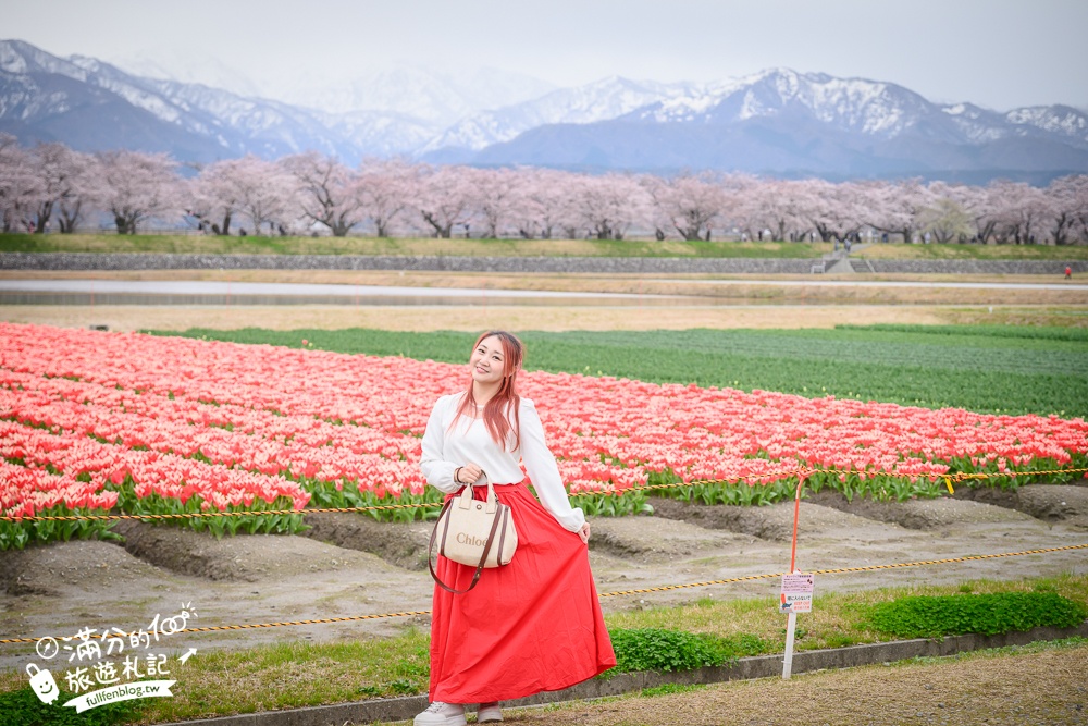 期間限定！朝日町「春の四重奏」交通教學,一次收集四種春色，帶你拍出夢幻美景大片!