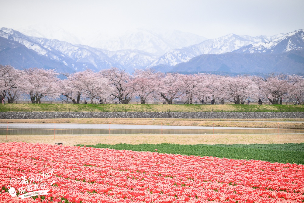 期間限定！朝日町「春の四重奏」交通教學,一次收集四種春色，帶你拍出夢幻美景大片!
