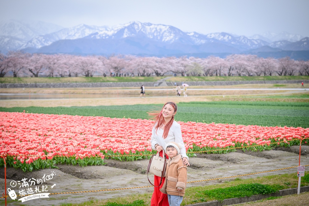 期間限定！朝日町「春の四重奏」交通教學,一次收集四種春色，帶你拍出夢幻美景大片!