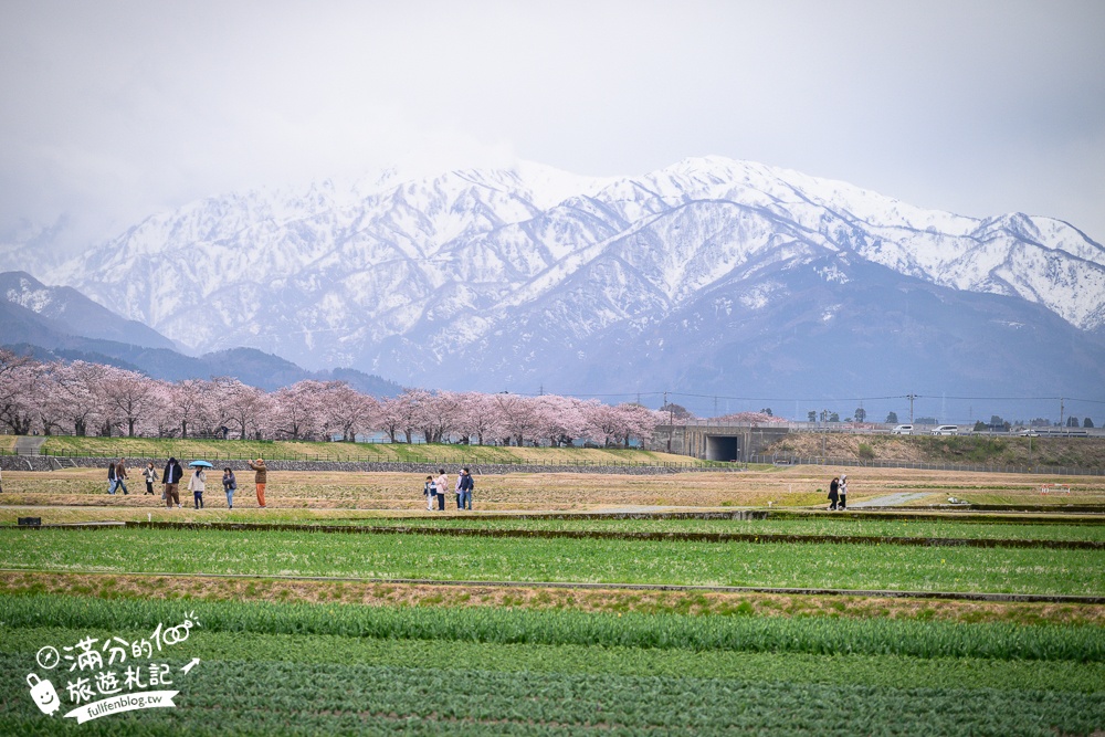 期間限定！朝日町「春の四重奏」交通教學,一次收集四種春色，帶你拍出夢幻美景大片!