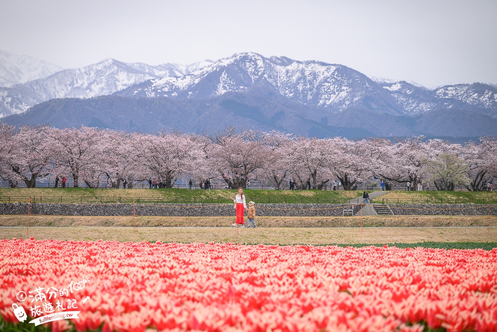 期間限定！朝日町「春の四重奏」交通教學,一次收集四種春色，帶你拍出夢幻美景大片!