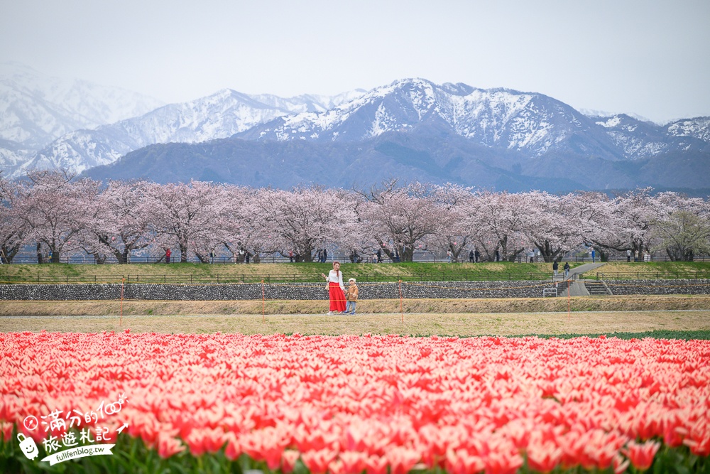 期間限定！朝日町「春の四重奏」交通教學,一次收集四種春色，帶你拍出夢幻美景大片!