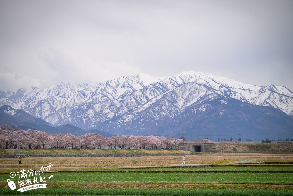 期間限定！朝日町「春の四重奏」交通教學,一次收集四種春色，帶你拍出夢幻美景大片!