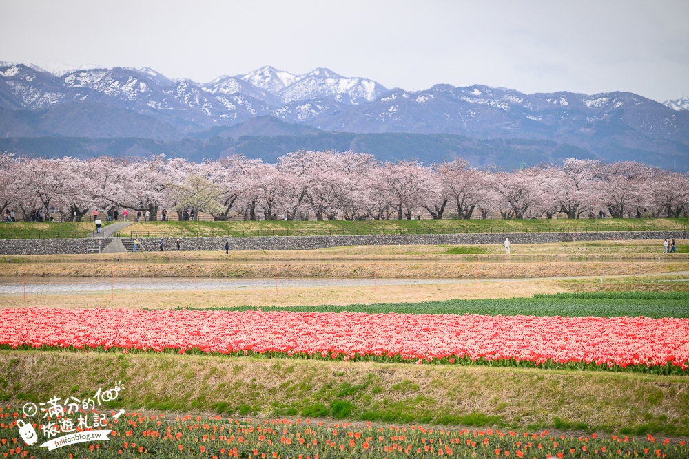 期間限定！朝日町「春の四重奏」交通教學,一次收集四種春色，帶你拍出夢幻美景大片!