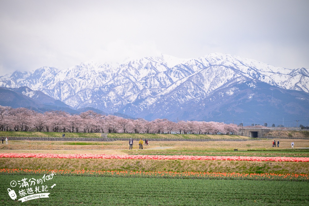期間限定！朝日町「春の四重奏」交通教學,一次收集四種春色，帶你拍出夢幻美景大片!