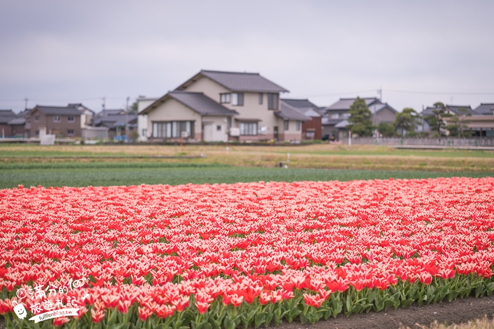 期間限定！朝日町「春の四重奏」交通教學,一次收集四種春色，帶你拍出夢幻美景大片!